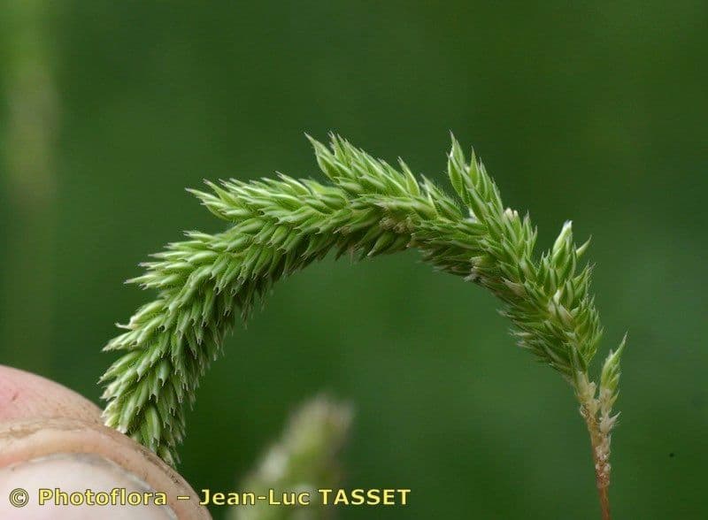 Codolina nuda 7