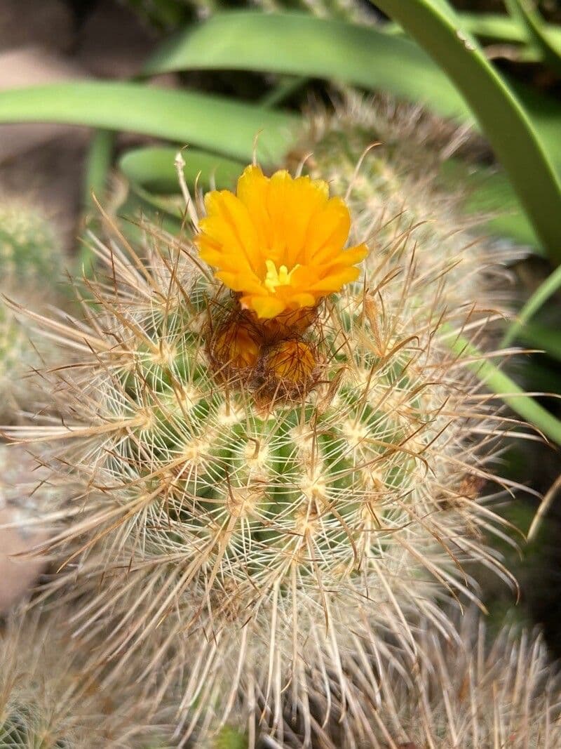 Parodia 2