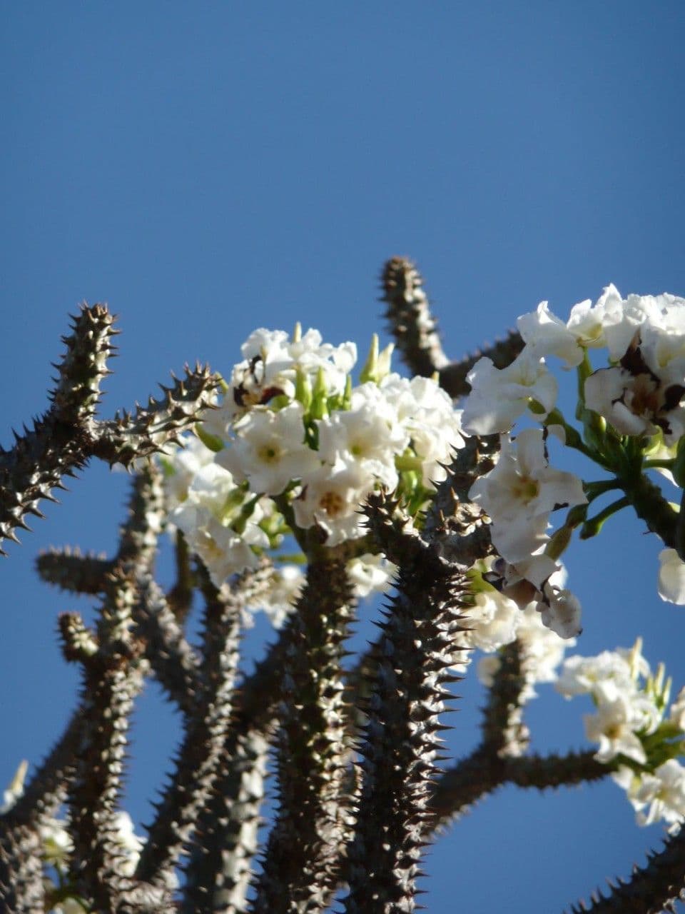 Pachypodium 13