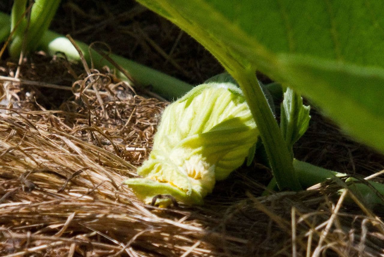 Zucca fetida 6