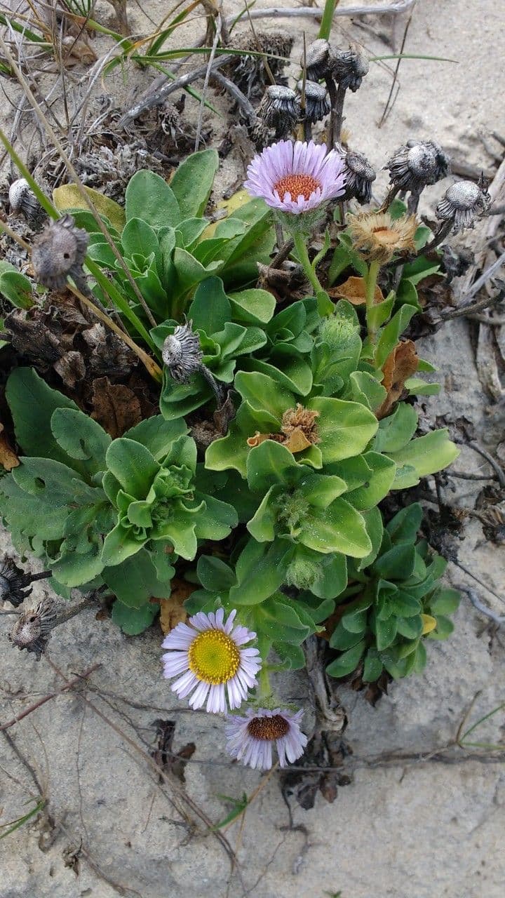 Fleabane glaucus 13