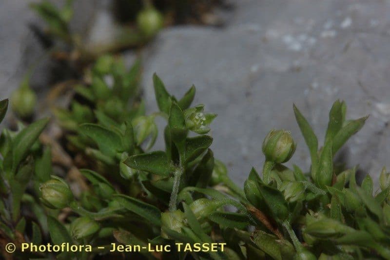 Moehringia 4