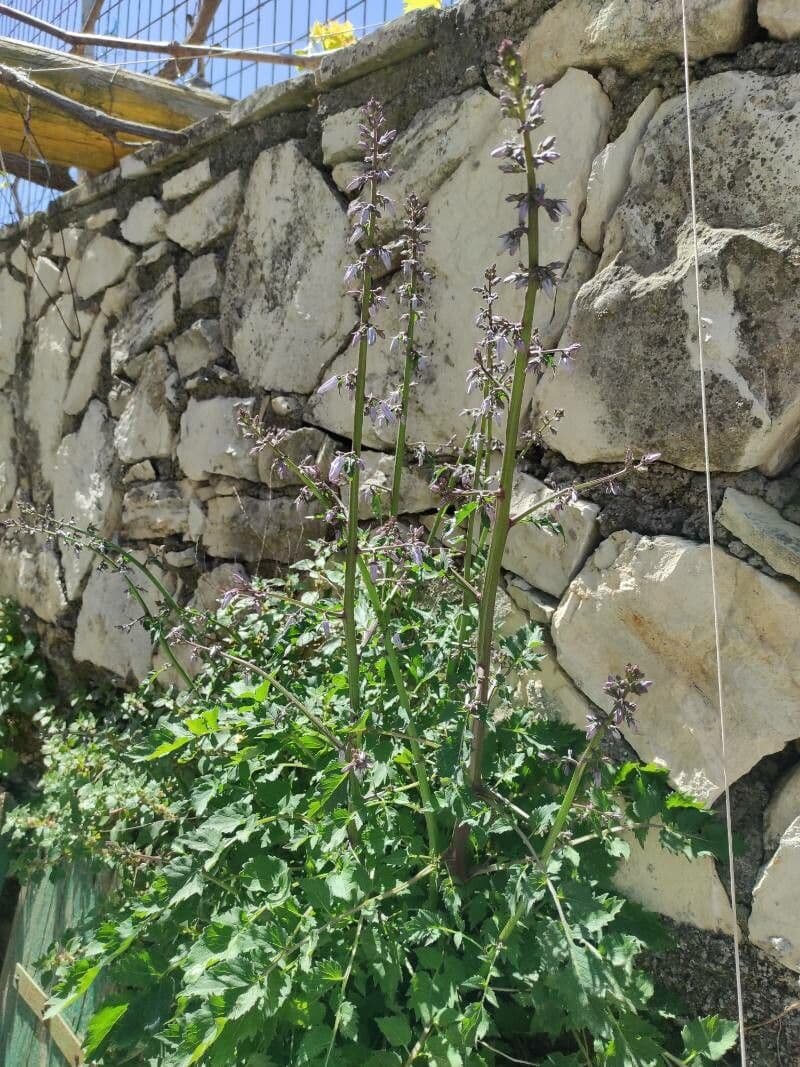 Petromarula 11