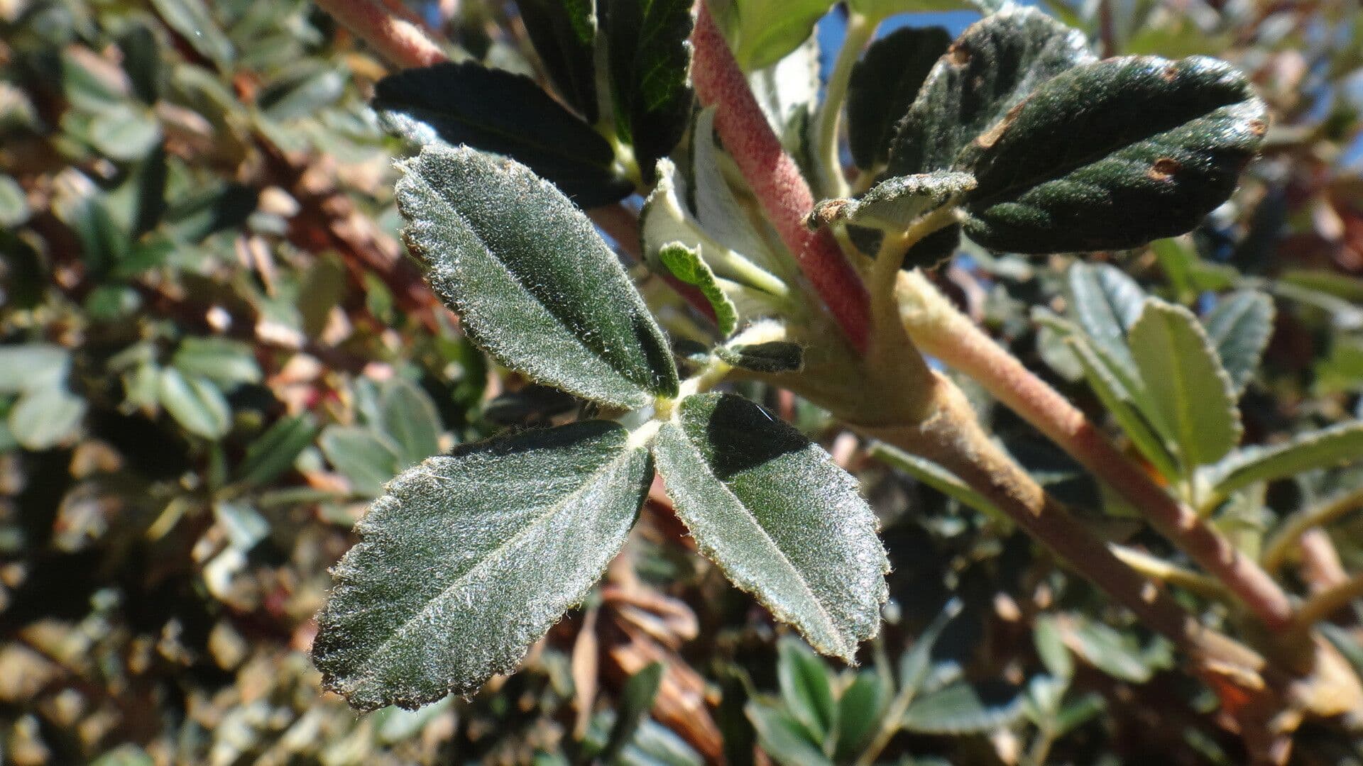 Polylepis 5