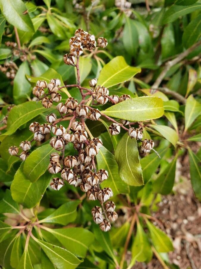 Pieris giapponese 5