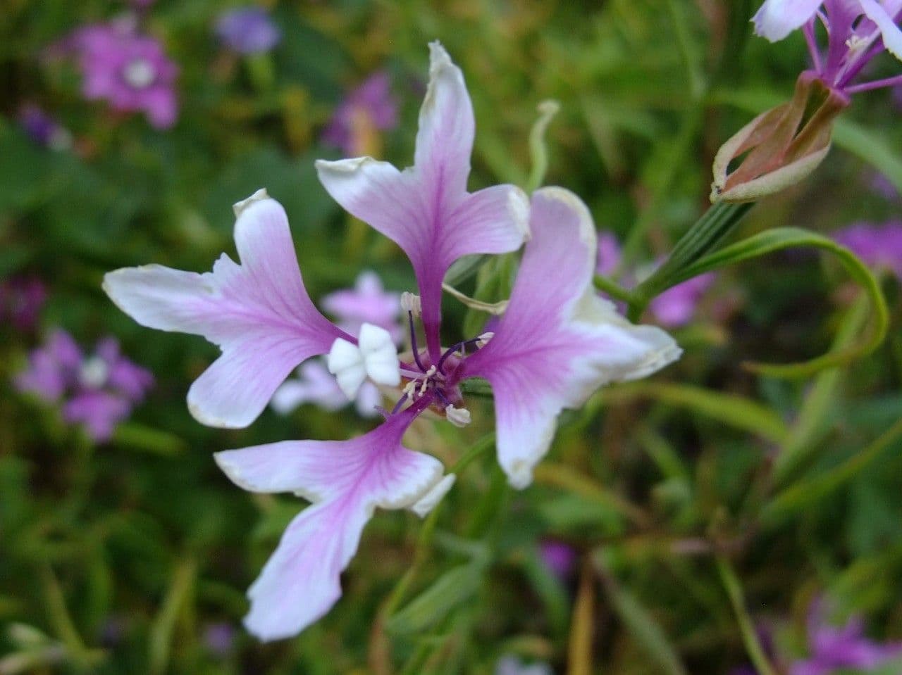 Schöne Clarkia 4