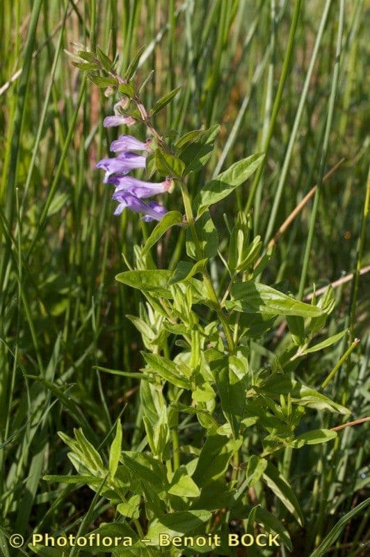 Scutellaria hastata 14