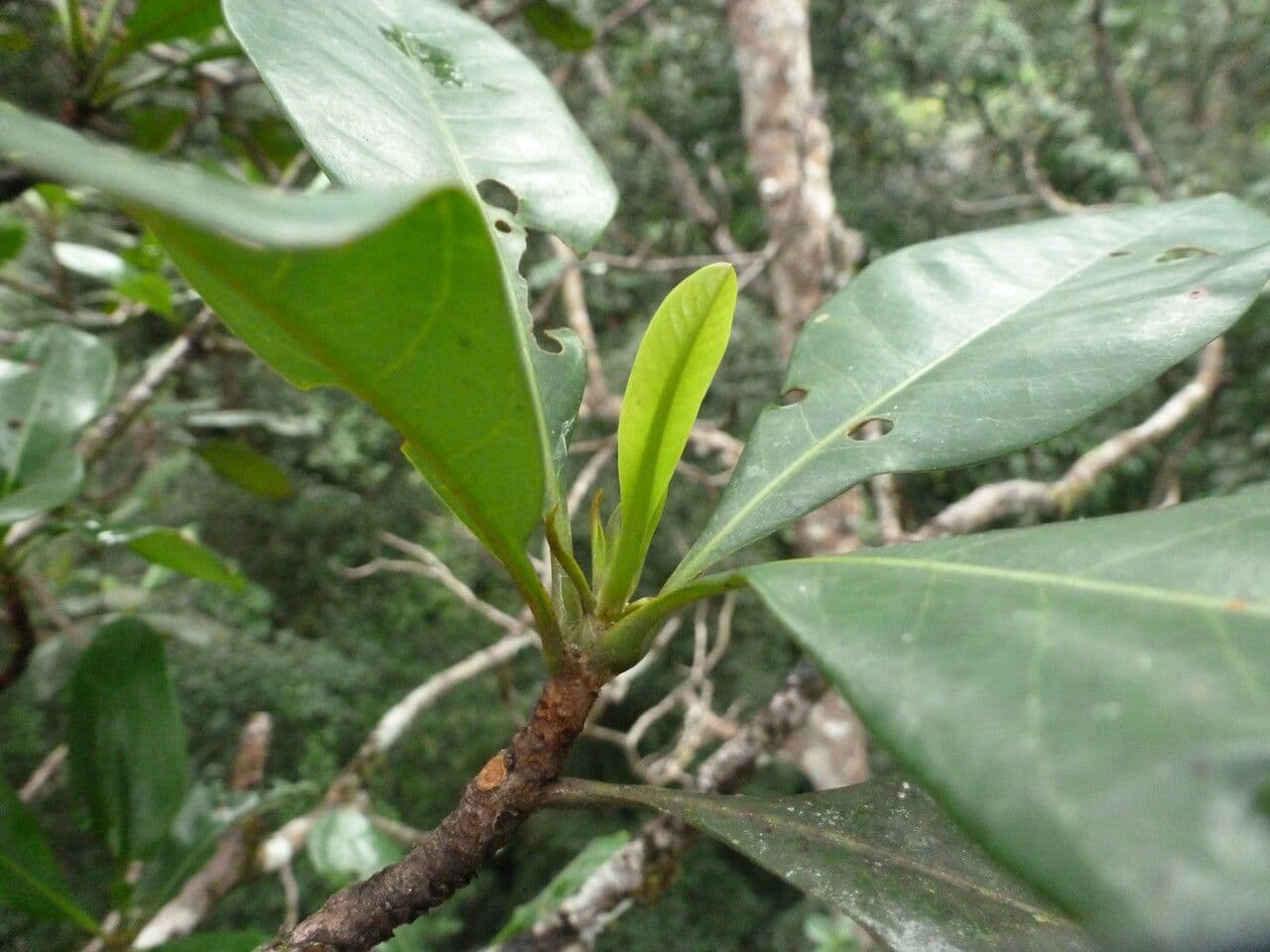 Sextonia 2
