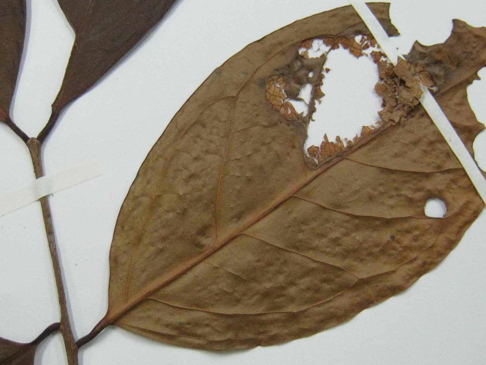 Eugenia 9