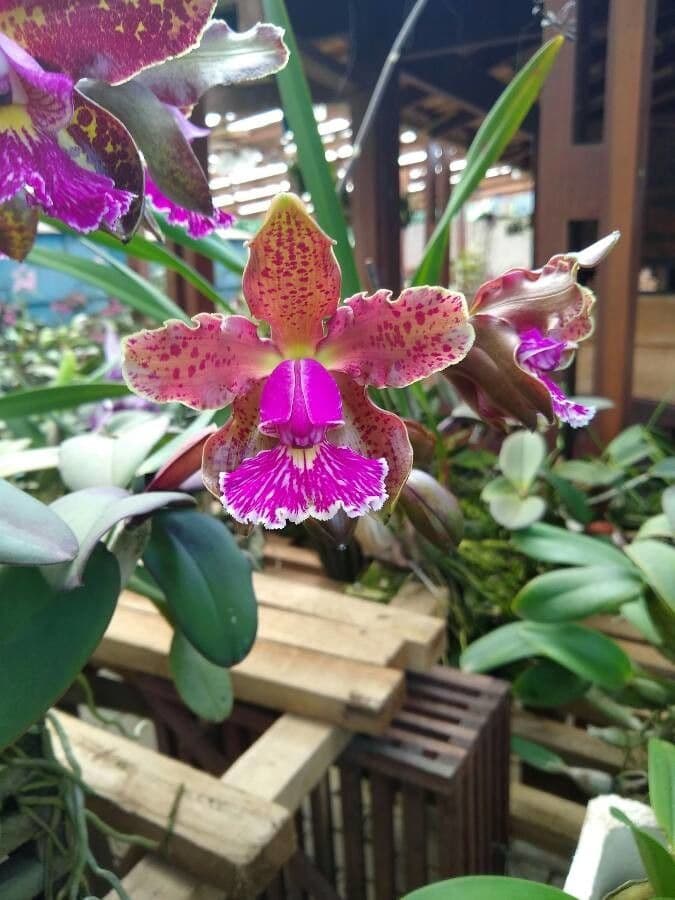 Cattleya 5