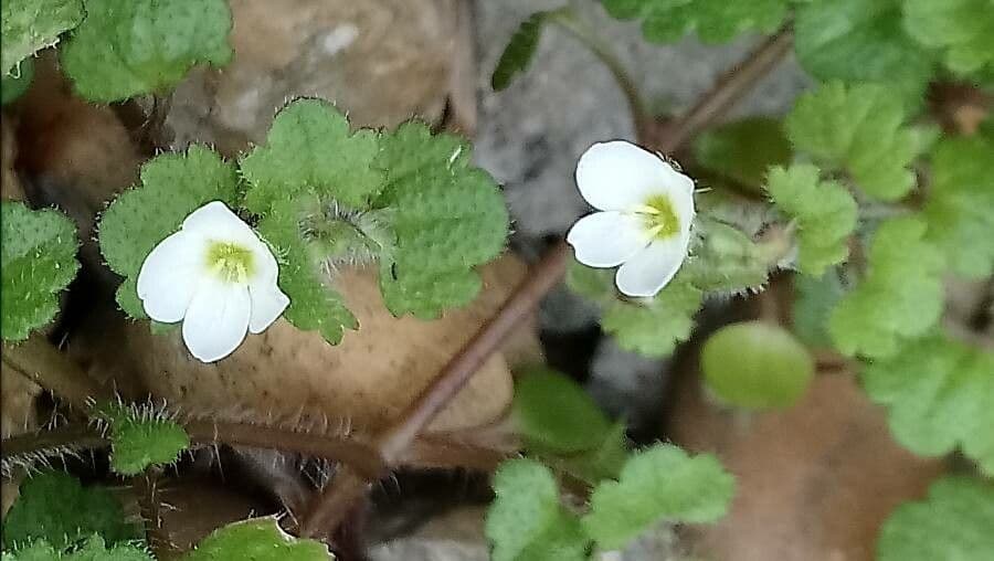 Veronica cymbalaria 9
