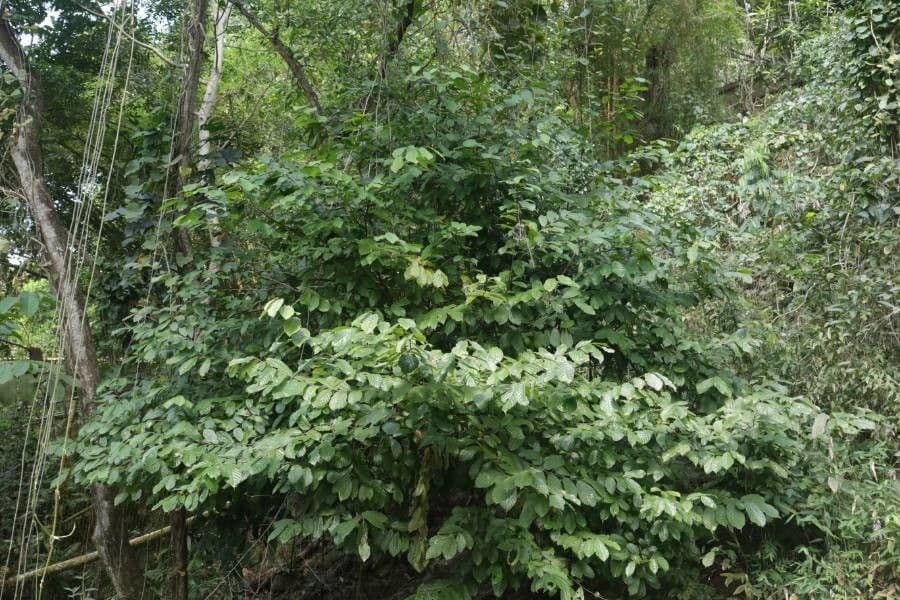 Annona