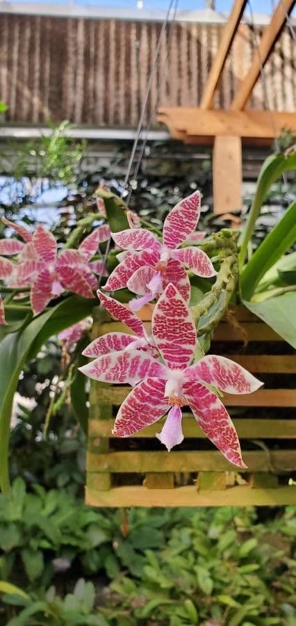 Phalaenopsis di Lueddemann 5