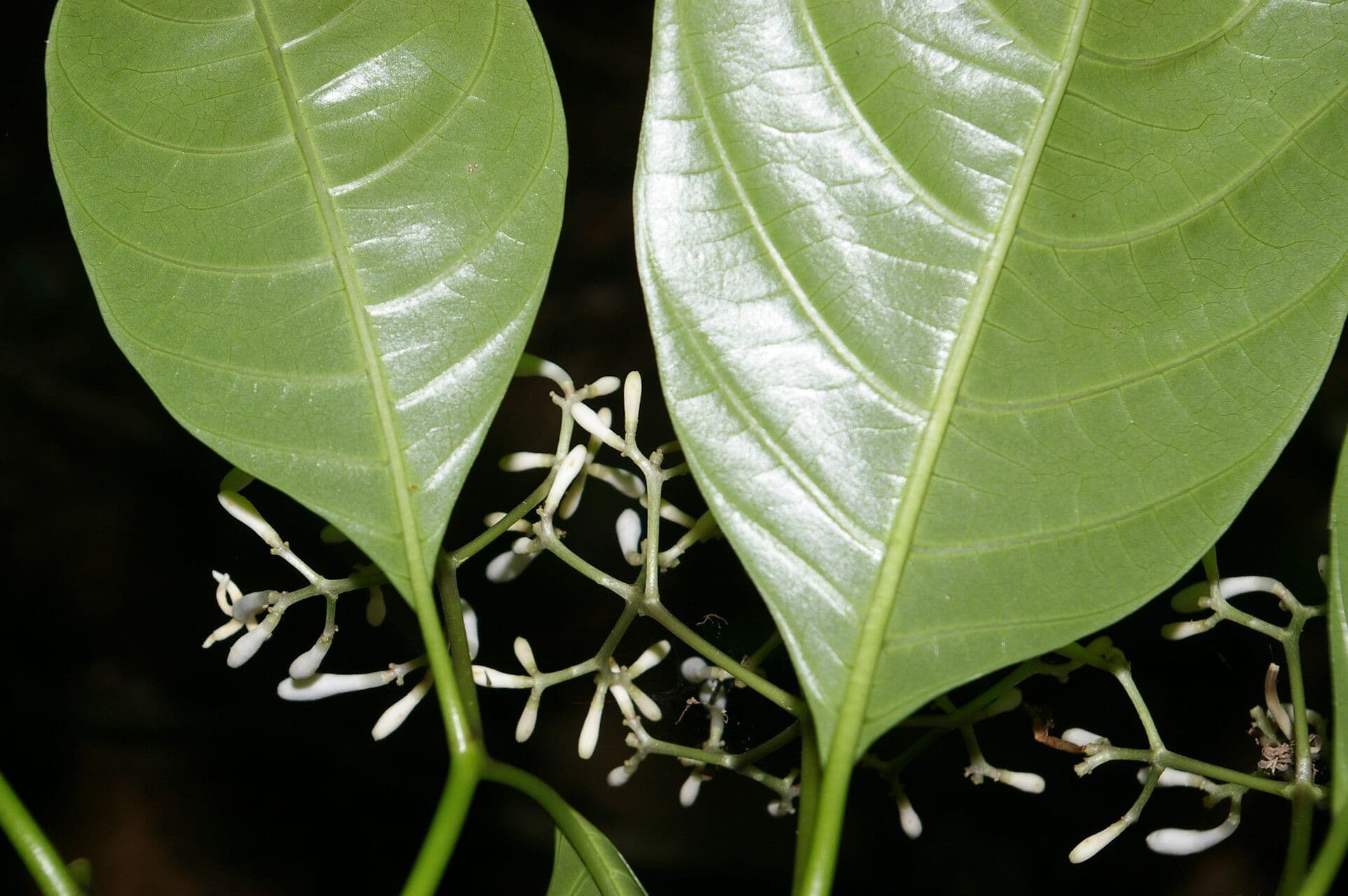 Palicourea 11