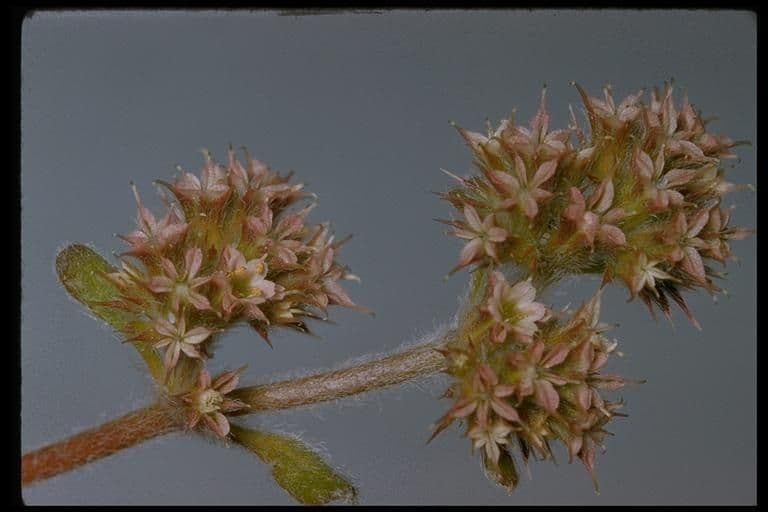 Chorizanthe kłująca