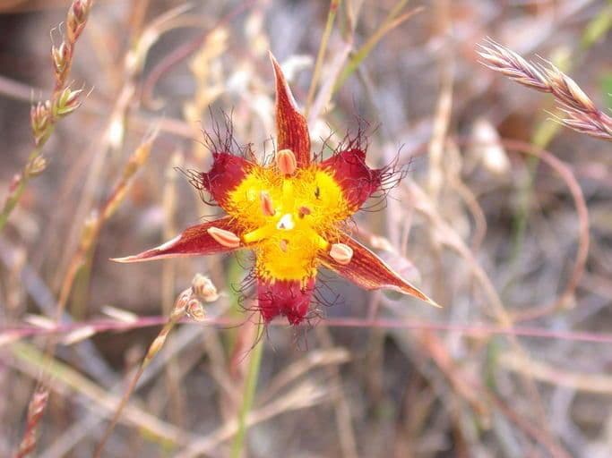 Calochortus obispoński