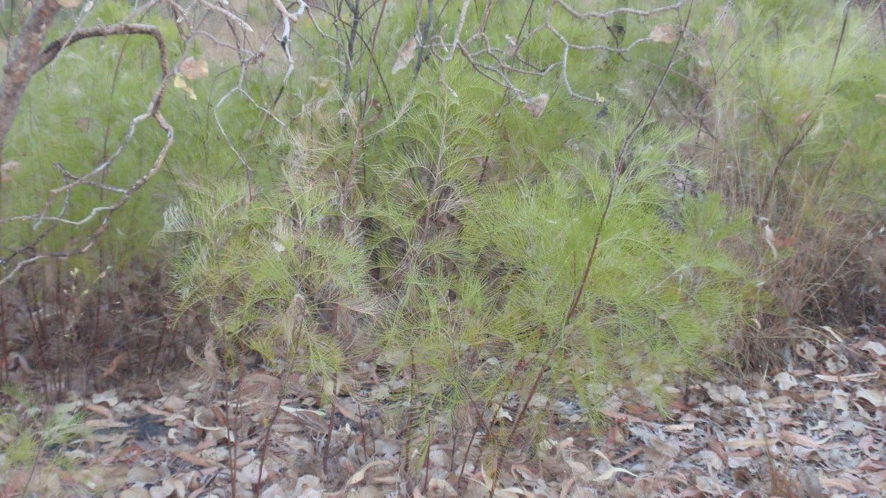 Gold-Grevillea 7