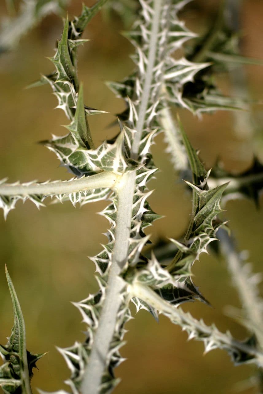 Girasole maculato 21