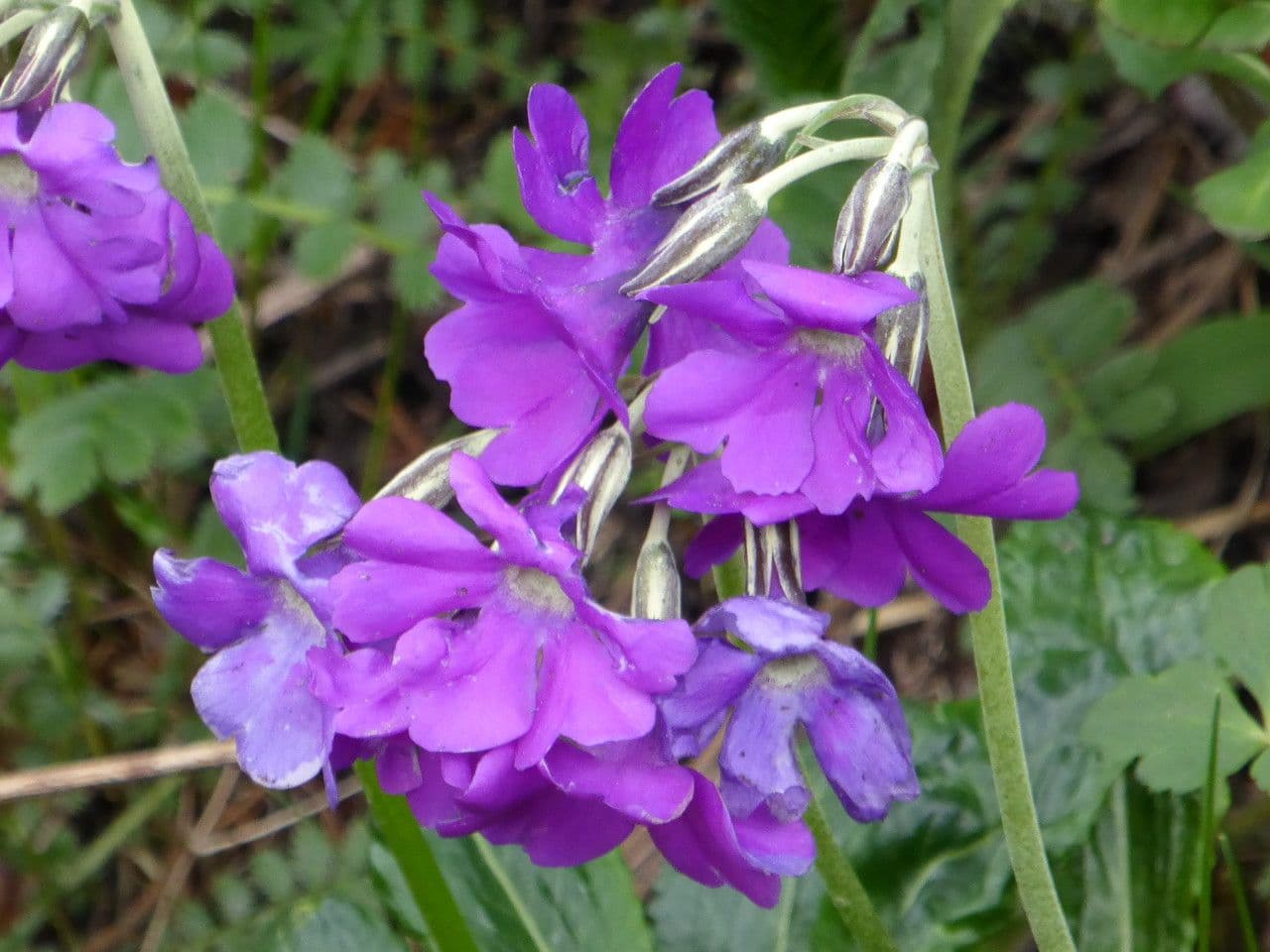 Primula 3