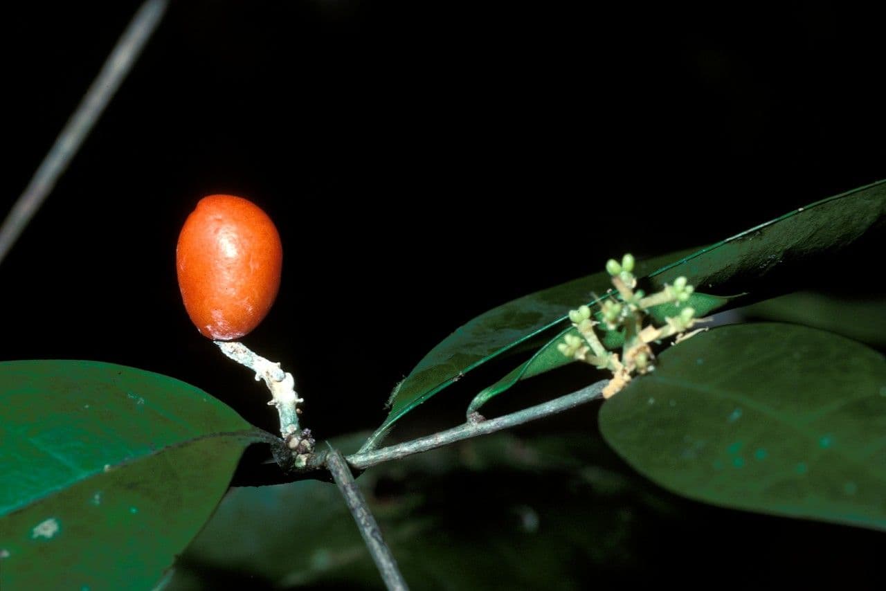 Simaba 2