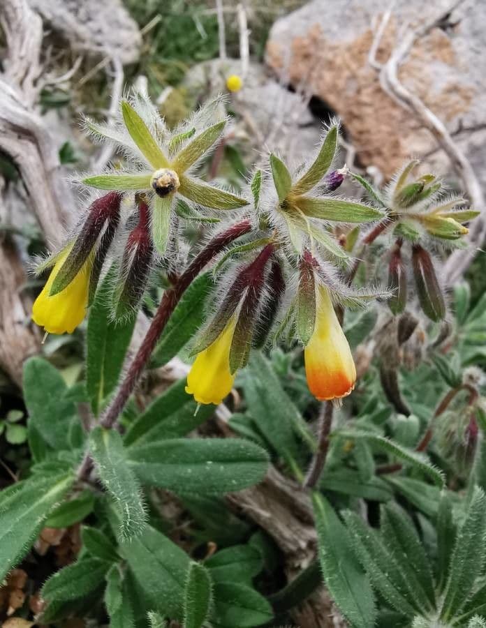 Onosma
