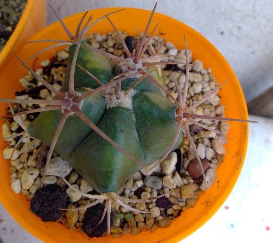 Gymnocalycium 17