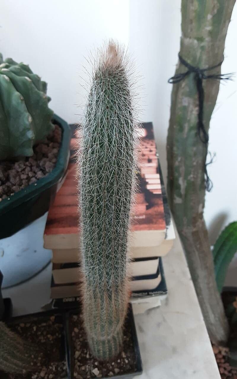 Cleistocactus 8