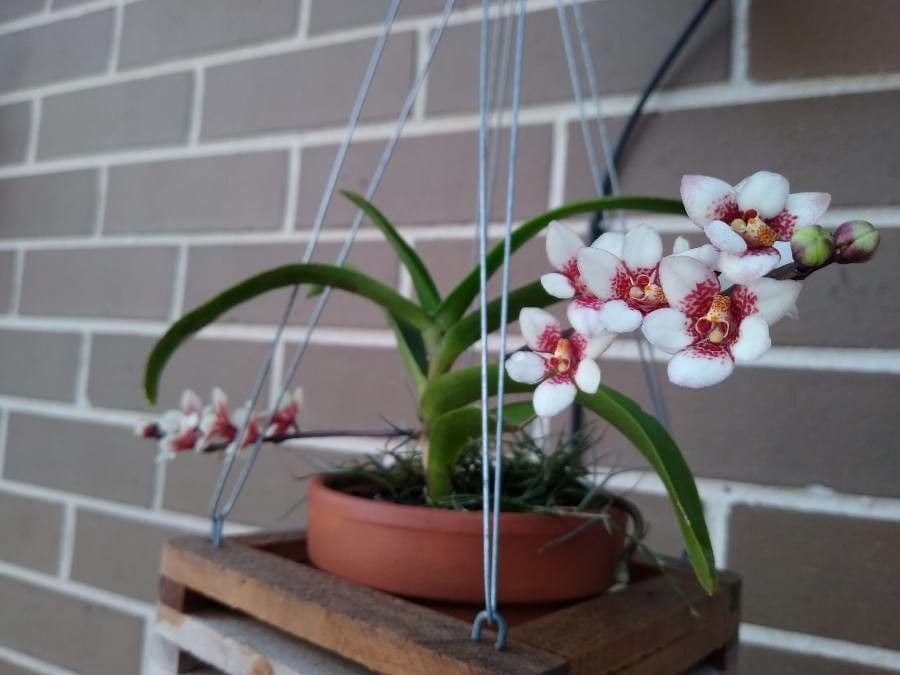 Sarcochilus 5