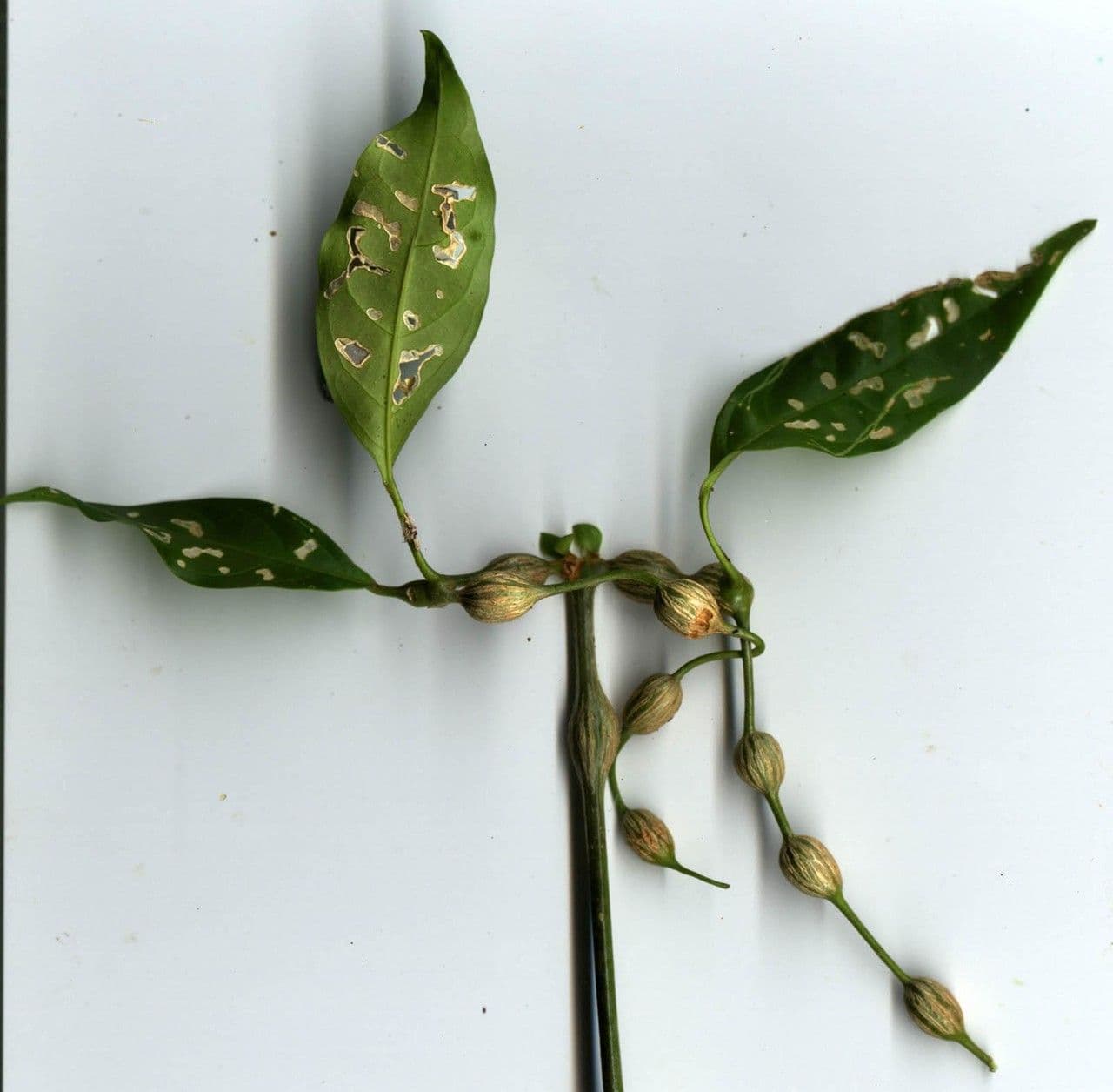 Anemopaegma 20
