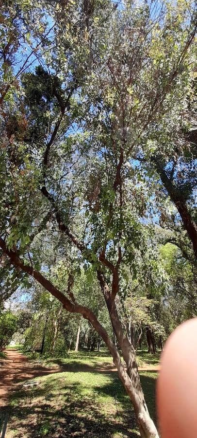 Vielblütiger Eukalyptus 14
