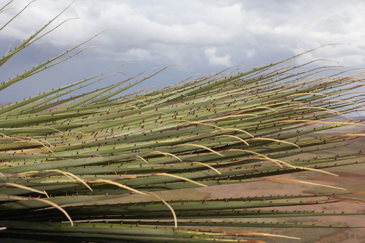 Puya raimondii 12