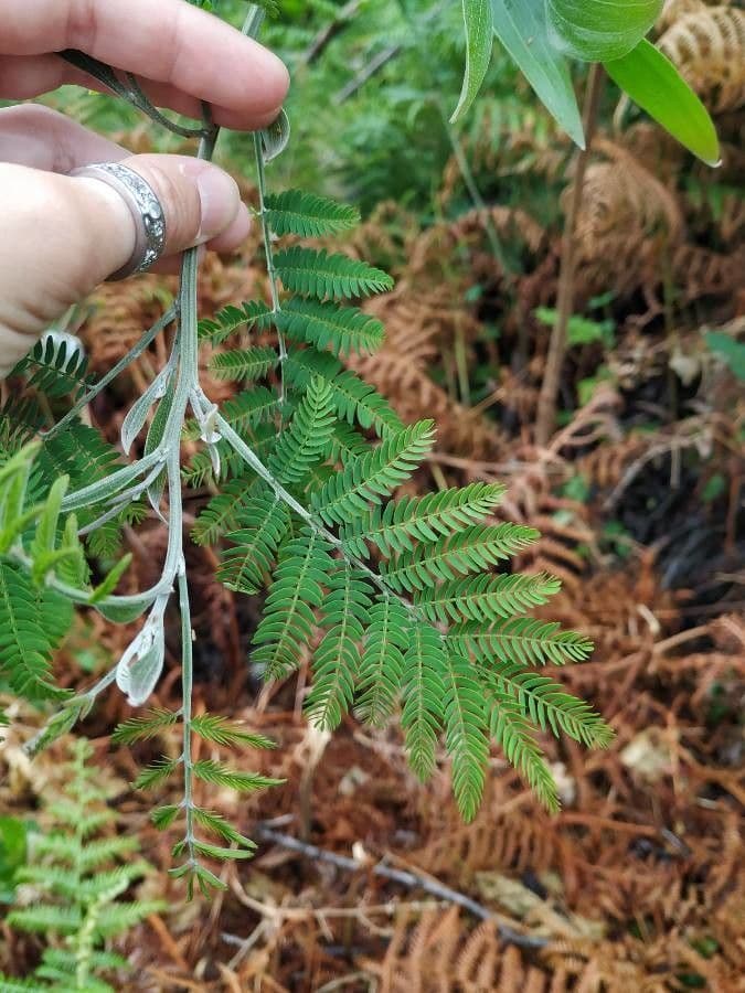 Acacia nera 16