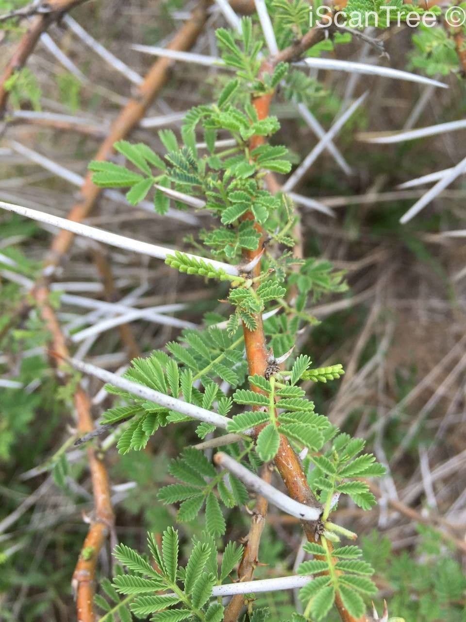 Acacia tortuosa 24