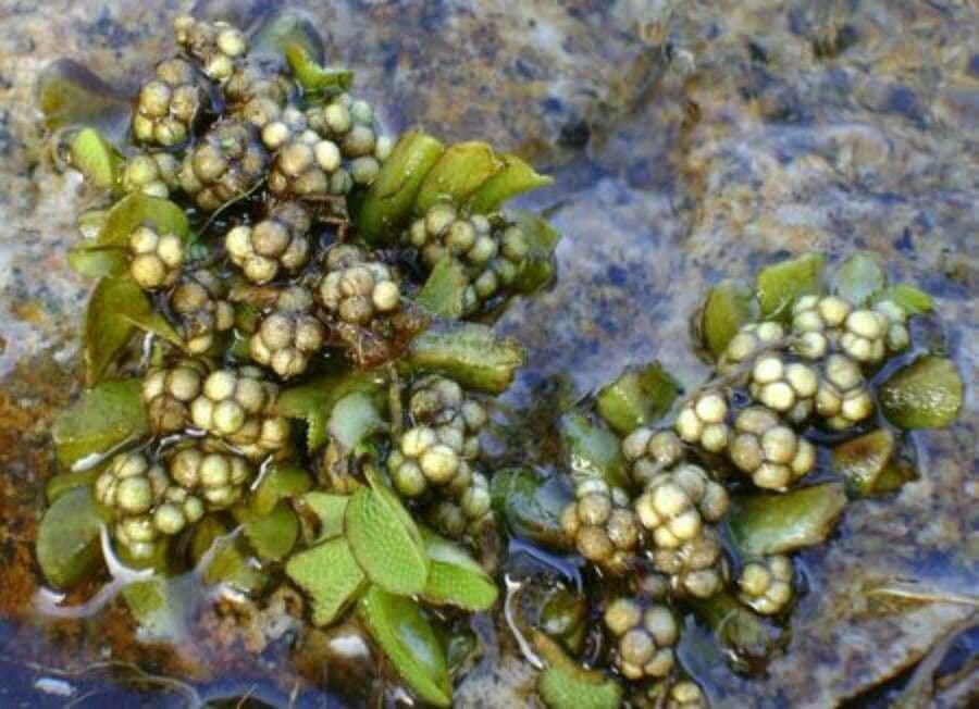 Salvinia natans