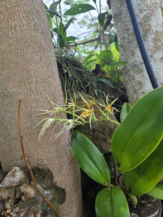 Epidendrum ciliato 7