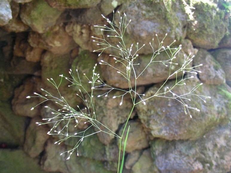 Cea de Tenore 12