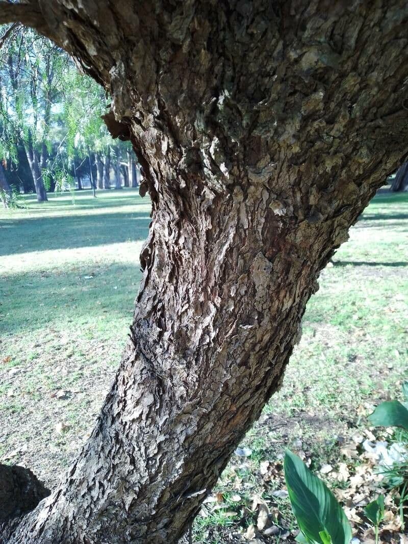 Schinus areira 10