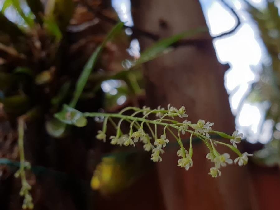 Scaphyglottis