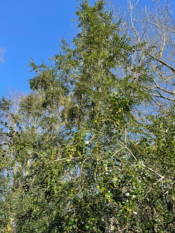 Azara microphylla 4