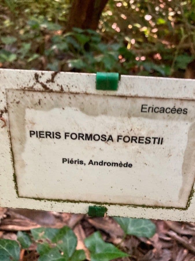 Pieris 12