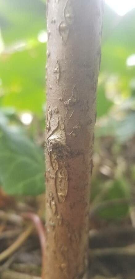 Oemleria cerasiformis 12