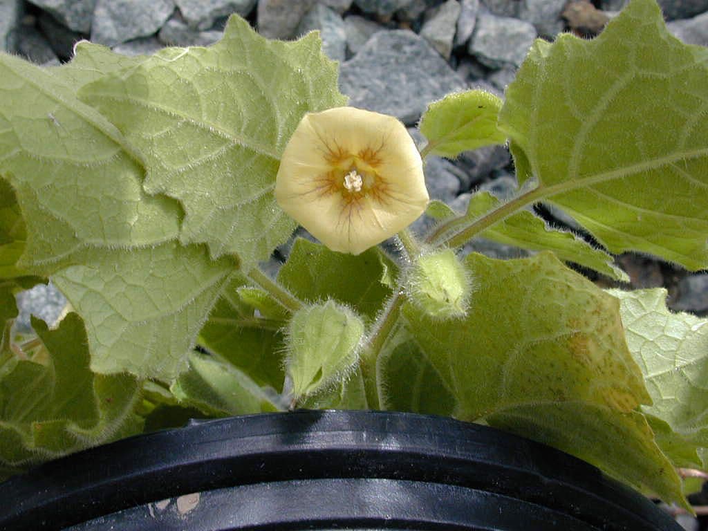 Physalis