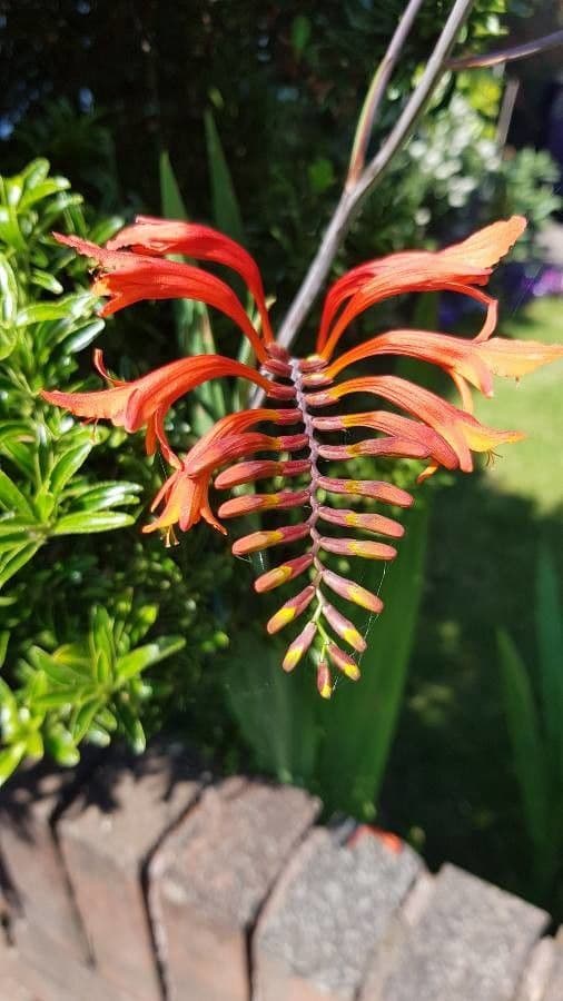 Chasmanthe aethiopica 6
