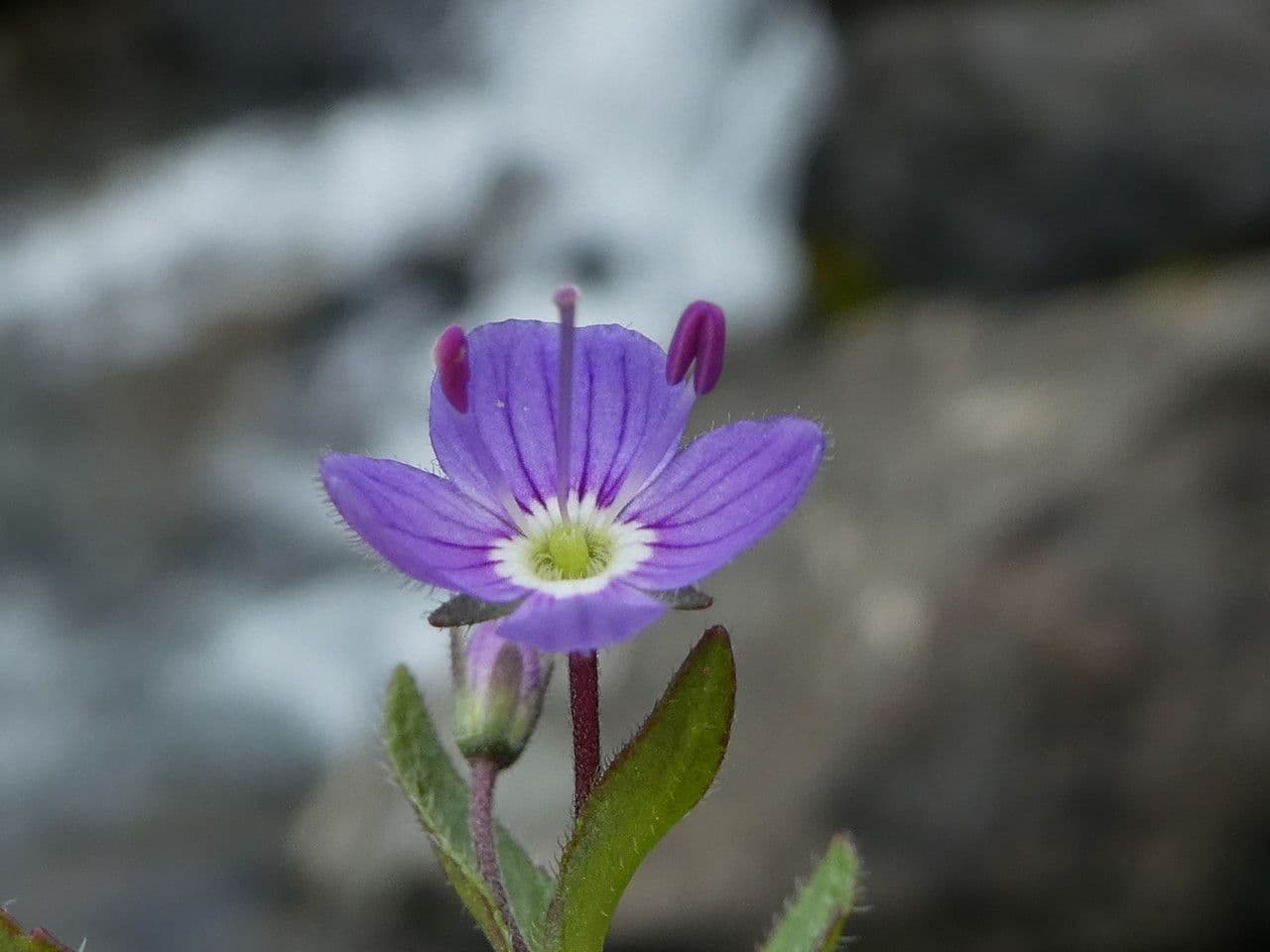 Veronica ponae 10