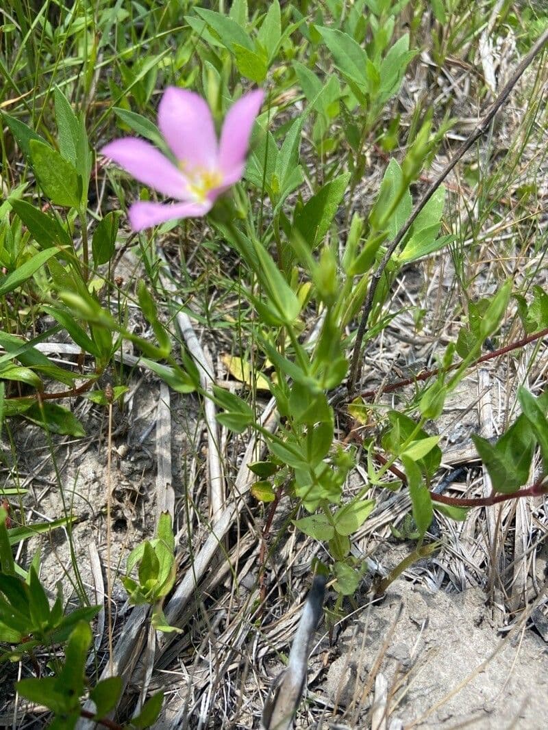 Sabatia 11