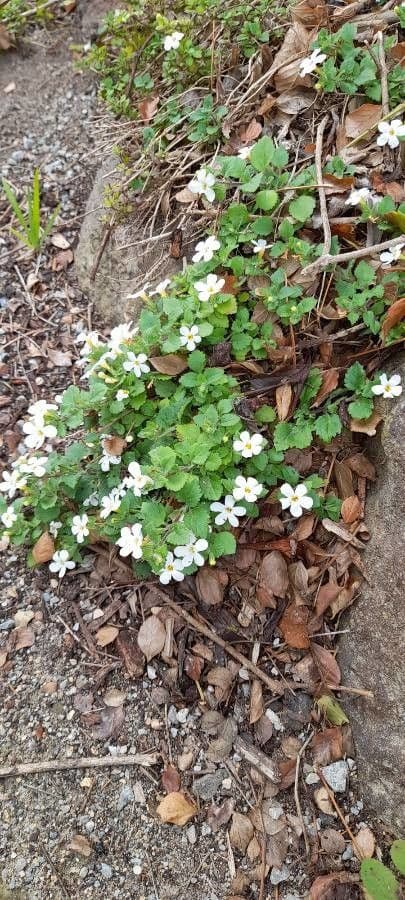 Bacopa rastrera 7