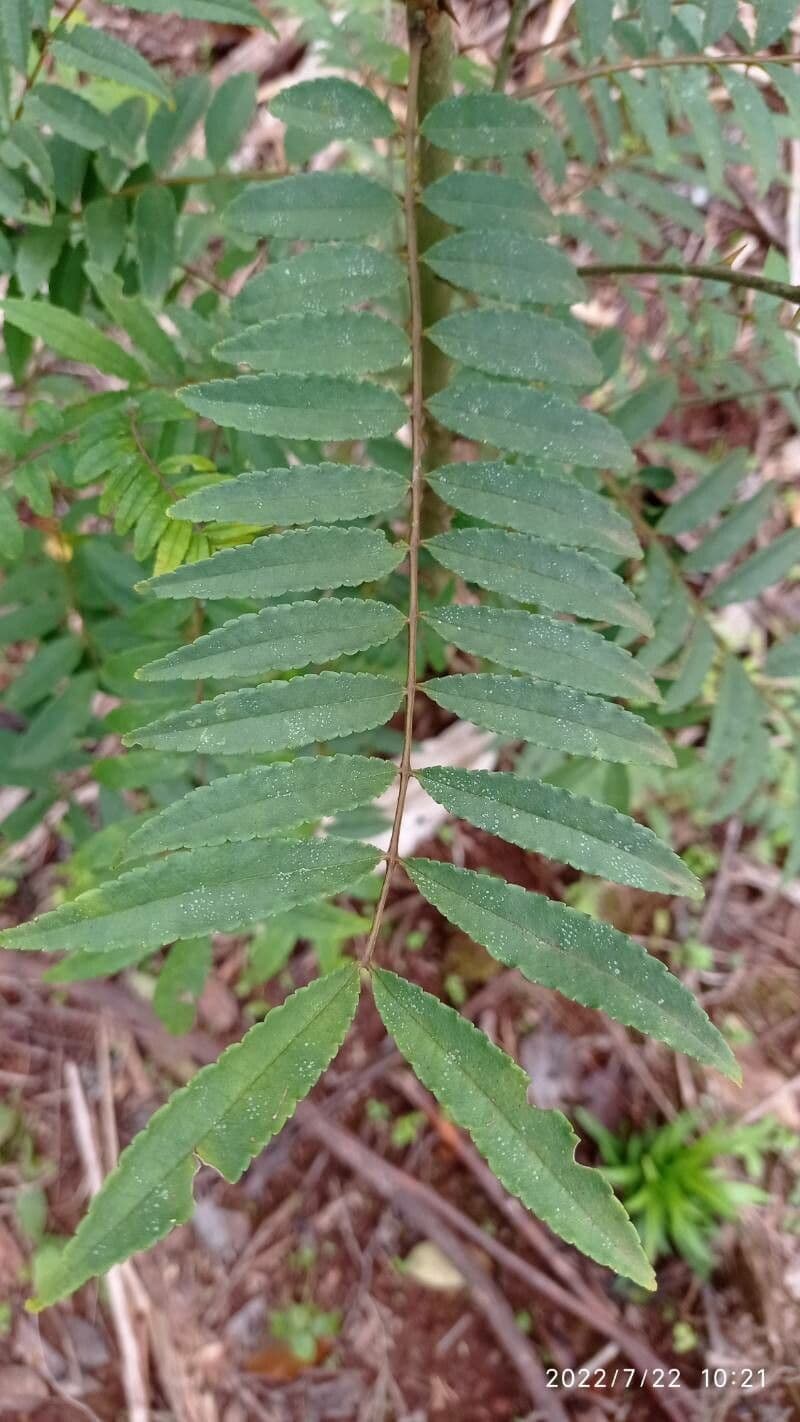 Zanthoxylum 5