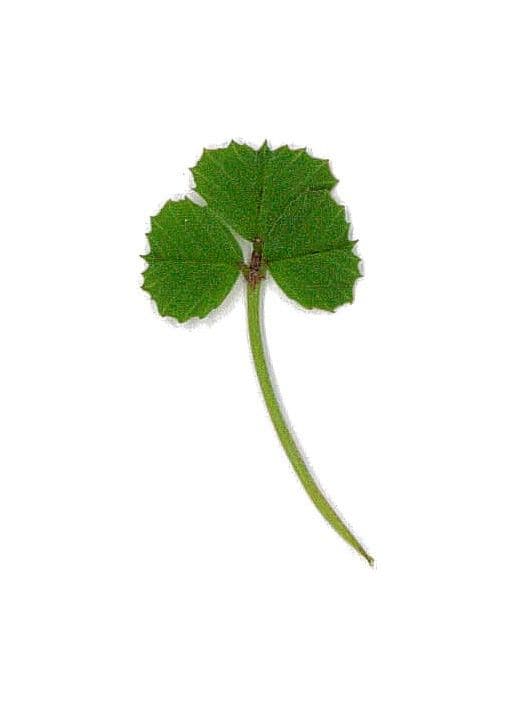 Erba medica orbicolare 26