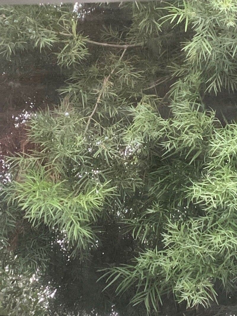 Afrocarpus 7