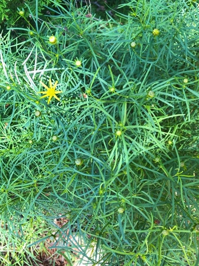 Coreopsis palmata 14